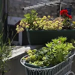 Pina 스플리트